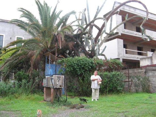 Кактус с трех этажный дом! но местные удивлялись - мол чего они в нем нашли)