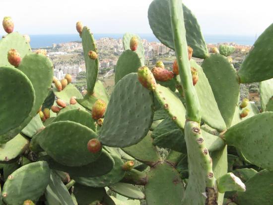 Около дороги бесплатно, а в магазине 5 евро за кило!