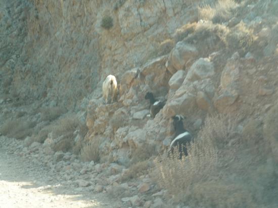 козы отлично передвигаются по горам, прячутся в скалах от жары во время отдыха