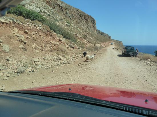 на всем протяжении пути встречаются козы, мирно пасущиеся в скалах и переходящие дорогу