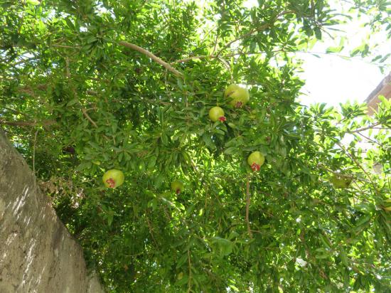 плоды граната