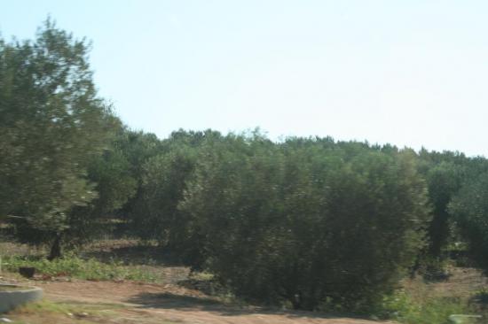 Оливковая роща