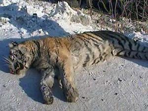 В Приморье водитель джипа сбил тигрицу и скрылся с места ДТП
