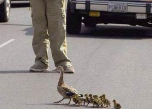 ПДД начнут переписывать под пешеходов