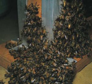 17 млн. пчел разлетелись в результате ДТП