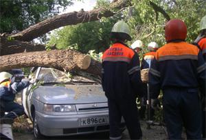 МЧС предупреждает московских автовладельцев о сильном ветре и повалах деревьев